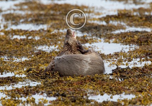 European Otter DM1158